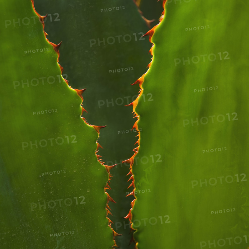 Close up of agave cactus plant.