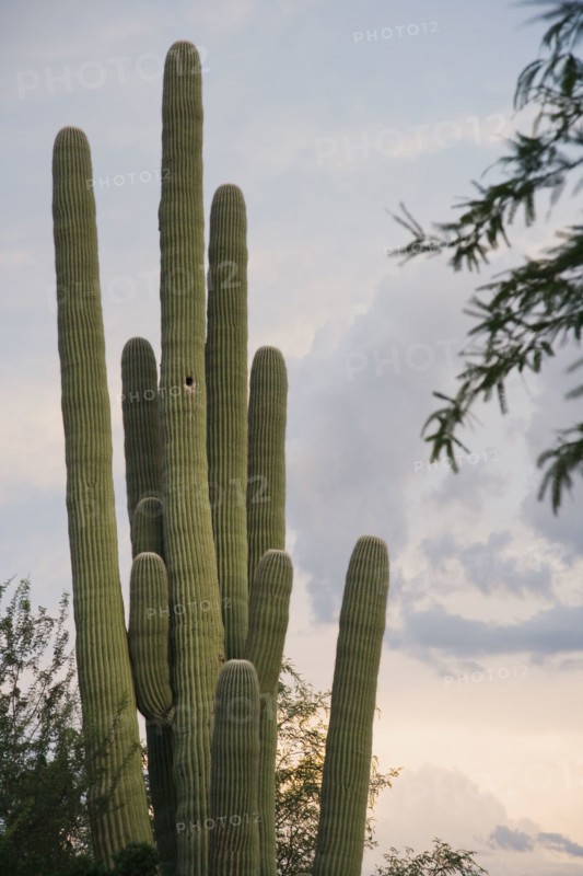 Cactus at sunset, Arizona, United States. Date : 2008