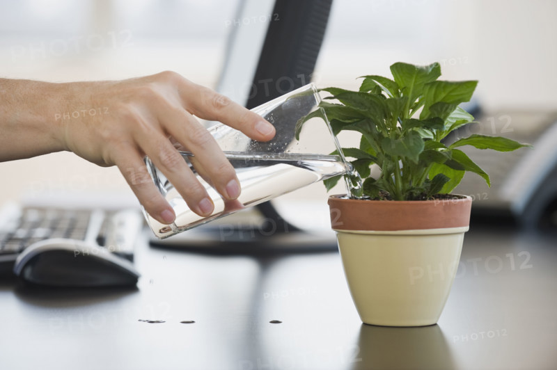 Businessman watering potted plant.