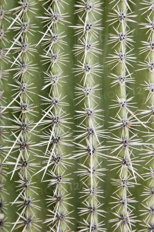 Close up of cactus. Date : 2008