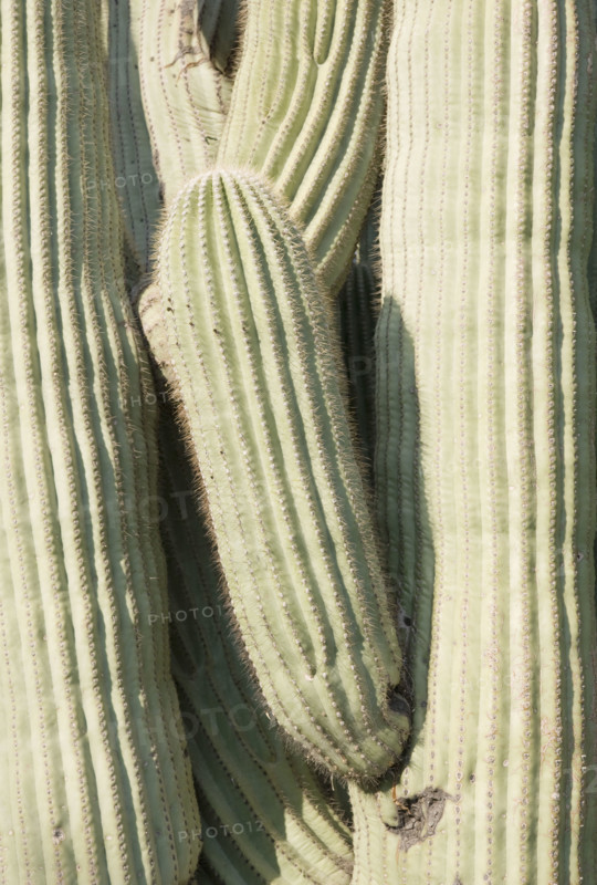 Close up of cactus. Date : 2008