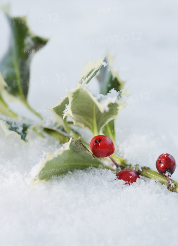 Close up of holly in snow. Date : 2008