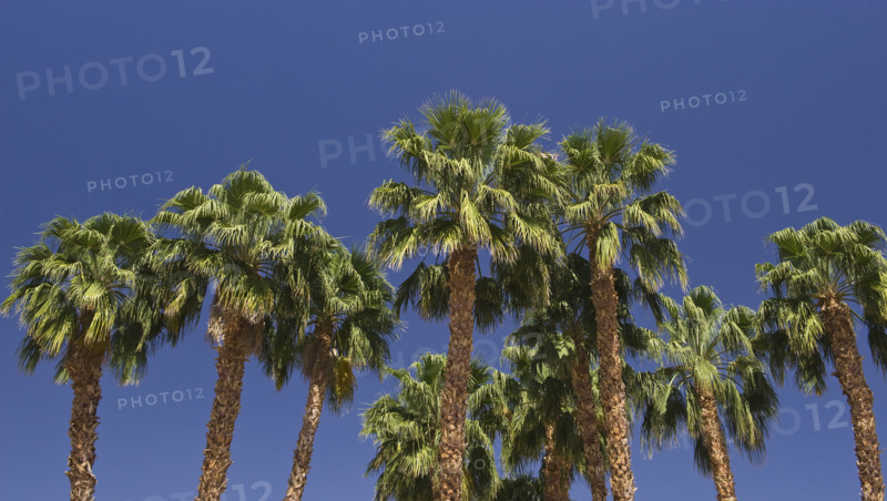 Low angle view of palm trees.