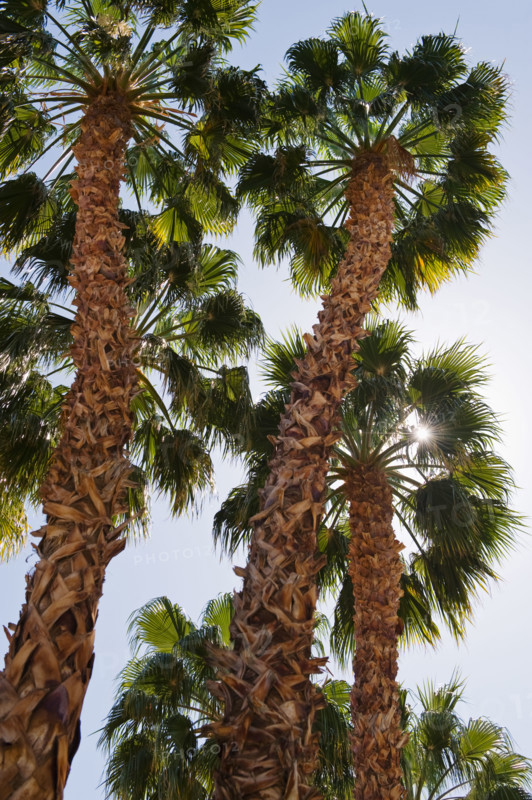 Low angle view of palm trees.