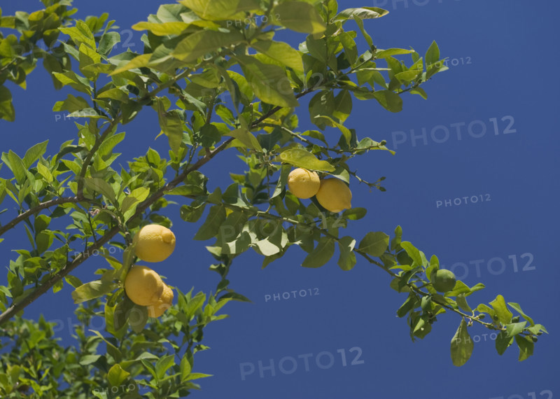 Low angle view of lemon tree.