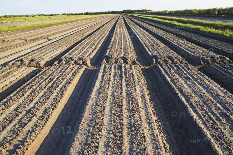 Rows in field, Florida, United States. Date : 2008
