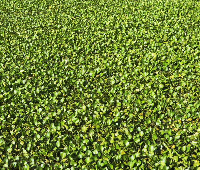 Close up of leaves. Date : 2008