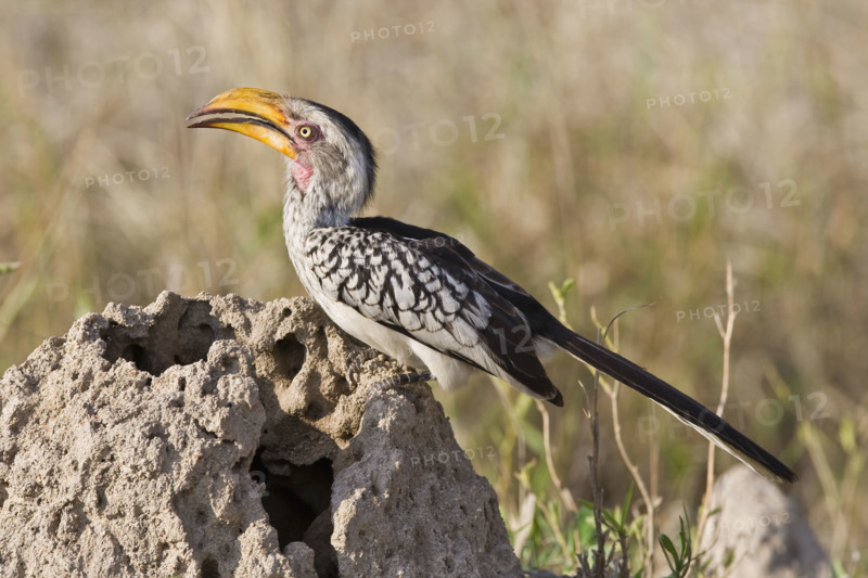 Close up of bird, Greater Kruger National Park, South Africa. Date : 2008