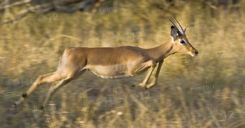 Impala jumping, Greater Kruger National Park, South Africa. Date : 2008