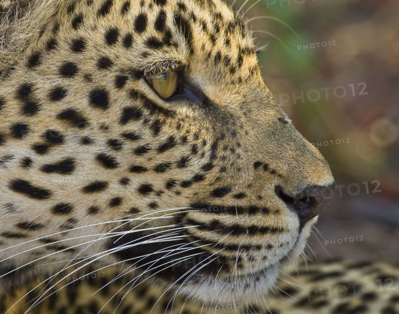 Close up of Leopard, Greater Kruger National Park, South Africa. Date : 2008