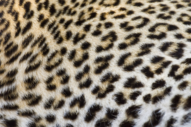 Close up of Leopard, Greater Kruger National Park, South Africa. Date : 2008