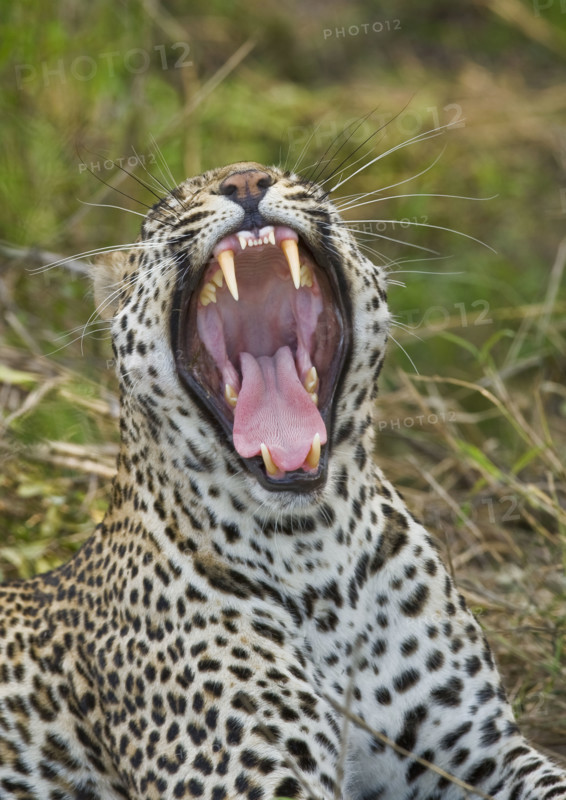 Leopard yawning, Greater Kruger National Park, South Africa. Date : 2008