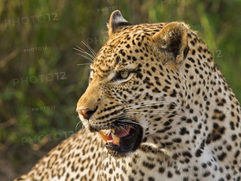 Close up of Leopard, Greater Kruger National Park, South Africa. Date : 2008