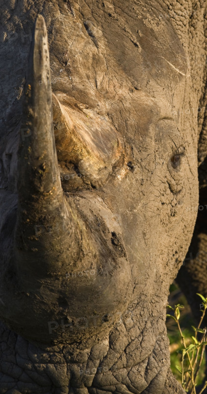 Close up of White Rhinoceros, Greater Kruger National Park, South Africa. Date : 2008