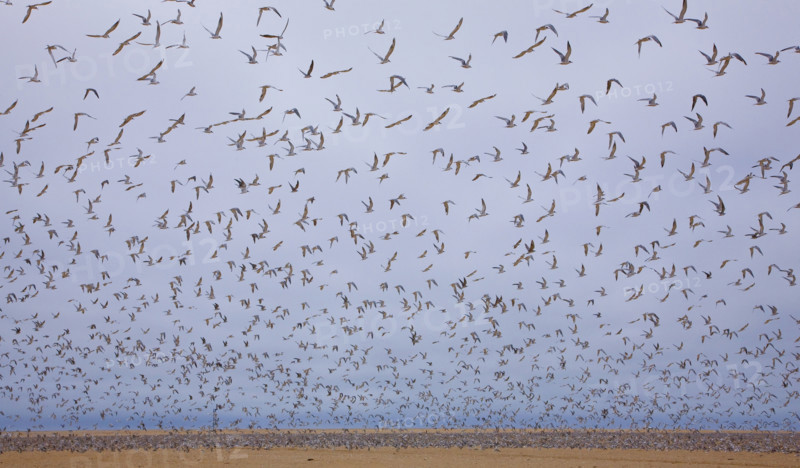 Flock of Damara Terns in flight, Namibia, Africa. Date : 2008