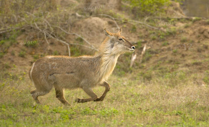 Waterbuck running, Greater Kruger National Park, South Africa. Date : 2008