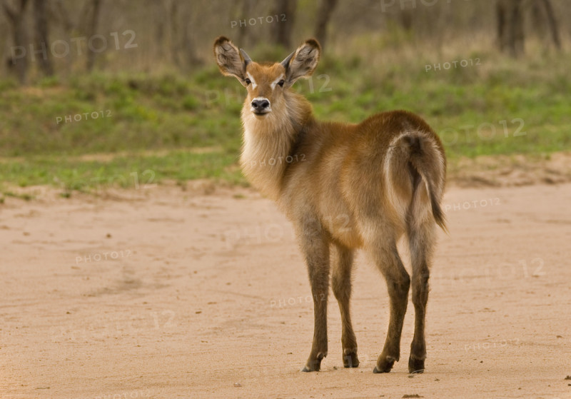 Waterbuck on sand, Greater Kruger National Park, South Africa. Date : 2008