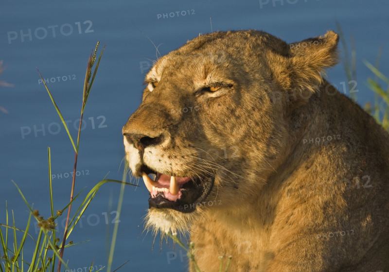 Close up of female lion, Greater Kruger National Park, South Africa. Date : 2008