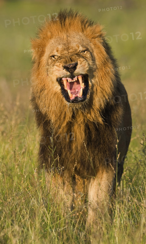 Male lion roaring, Greater Kruger National Park, South Africa. Date : 2008