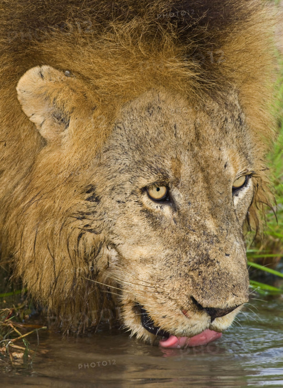 Male lion drinking, Greater Kruger National Park, South Africa. Date : 2008