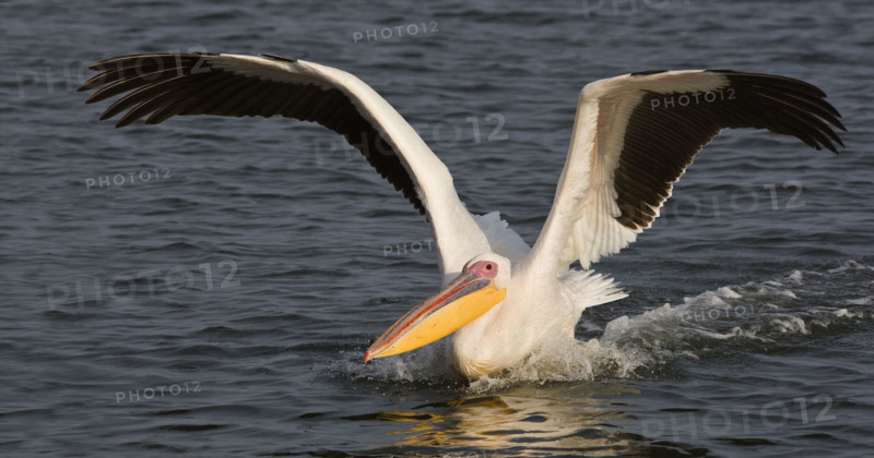 Great White Pelican landing in water, Namibia, Africa. Date : 2008