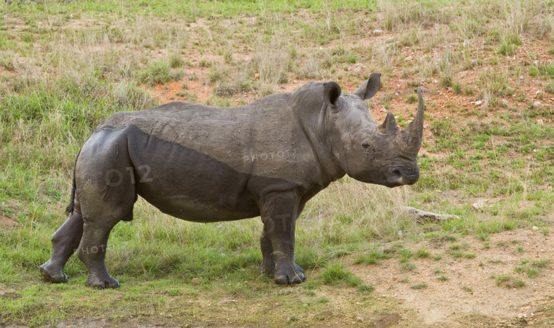 Close up of White Rhinoceros, Greater Kruger National Park, South Africa. Date : 2008