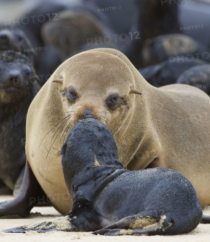 South African Fur Seal, mother and baby, Namibia, Africa. Date : 2008