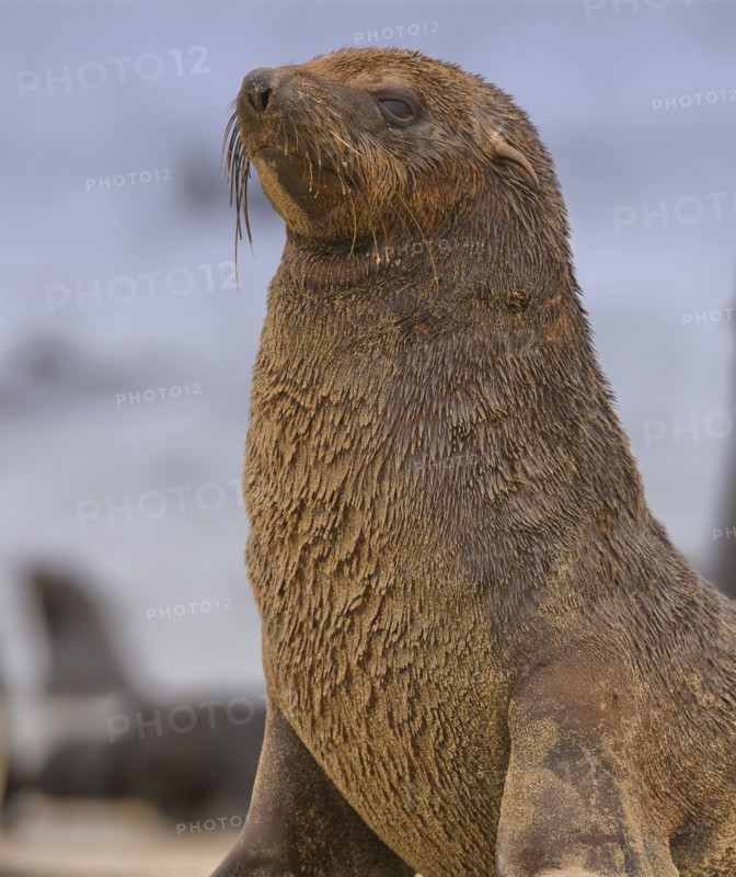 Close up of South African Fur Seal, Namibia, Africa. Date : 2008