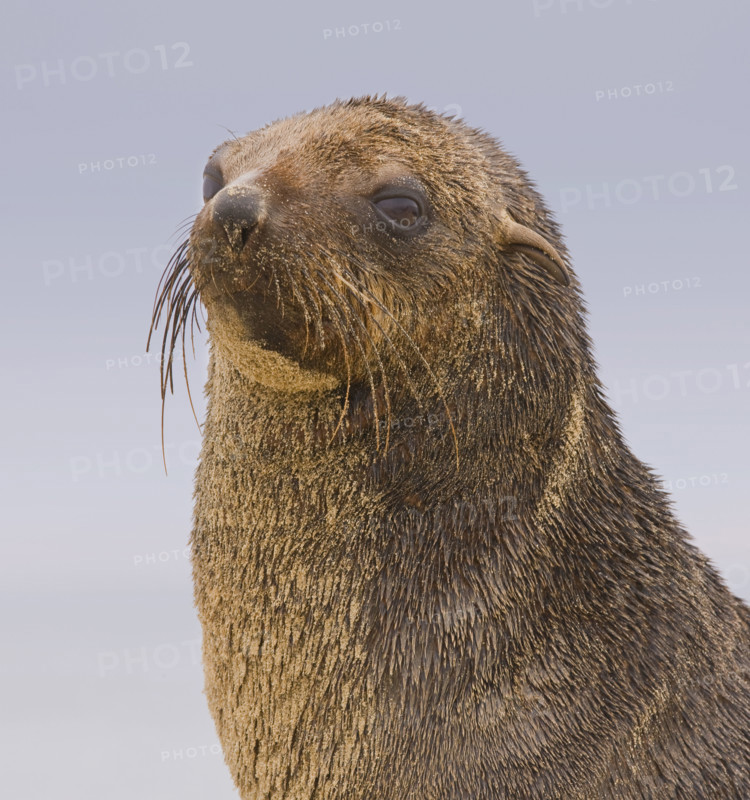 Close up of South African Fur Seal, Namibia, Africa. Date : 2008