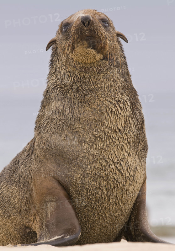 Close up of South African Fur Seal, Namibia, Africa. Date : 2008