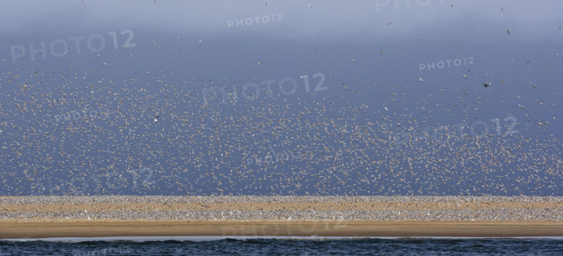 Flock of Damara Terns on coast, Namibia, Africa. Date : 2008