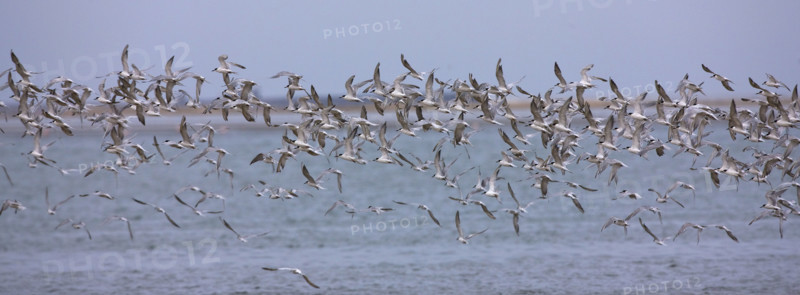 Damara Terns flying over water, Namibia, Africa. Date : 2008