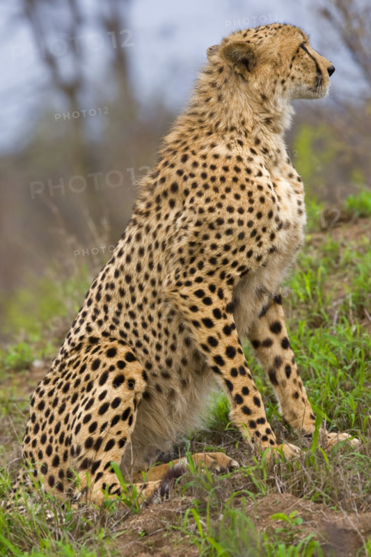 Close up of cheetah, Greater Kruger National Park, South Africa. Date : 2008