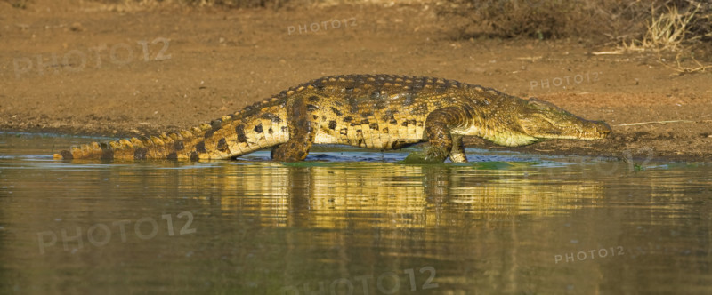 Nile Crocodile walking in water, Greater Kruger National Park, South Africa. Date : 2008