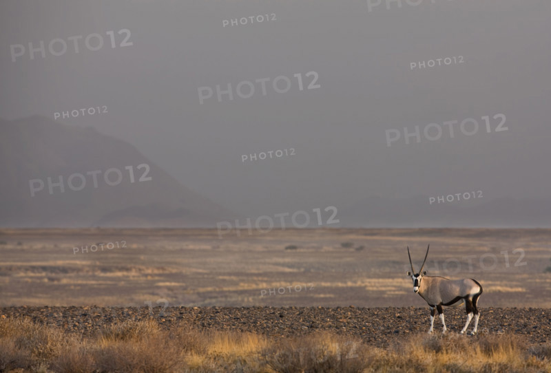 Antlered Gemsbok, Namib Desert, Namibia, Africa. Date : 2008