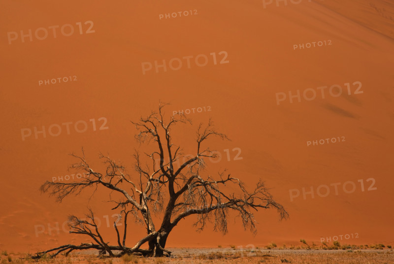 Tree in front of sand dune, Namib Desert, Namibia, Africa. Date : 2008