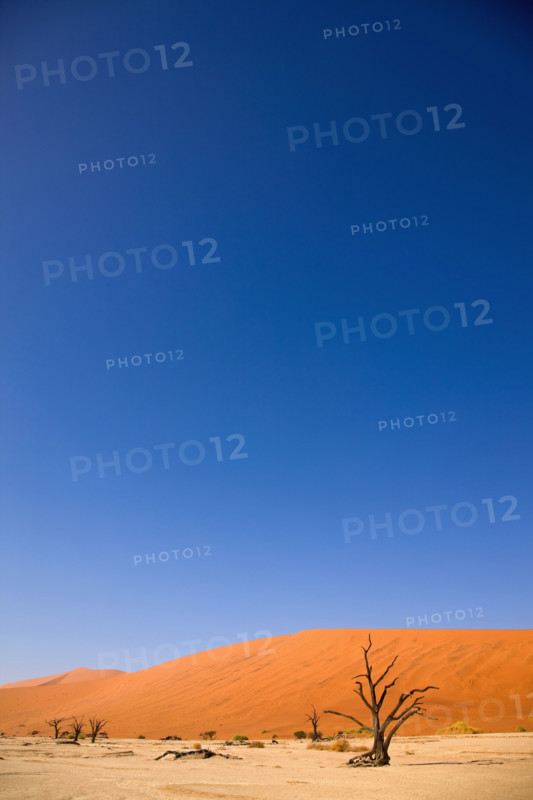 Dead tree in front of sand dune, Namib Desert, Namibia, Africa. Date : 2008