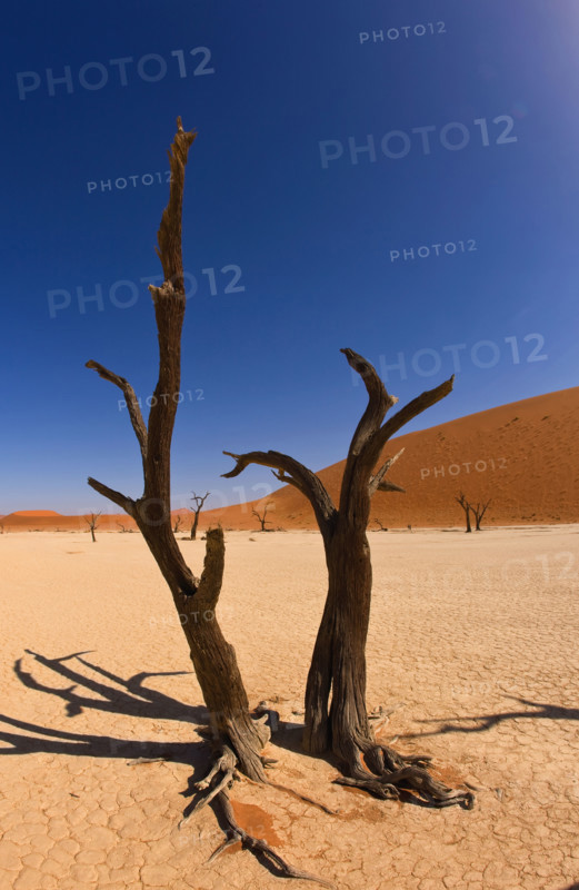 Dead trees, Namib Desert, Namibia, Africa. Date : 2008