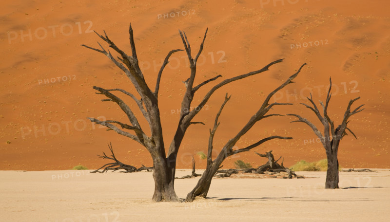 Dead trees, Namib Desert, Namibia, Africa. Date : 2008