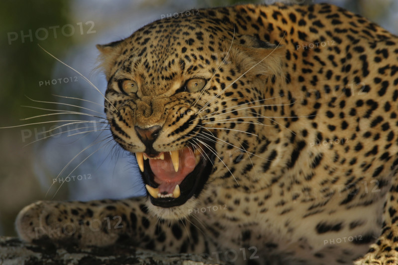 Leopard growling, Greater Kruger National Park, South Africa. Date : 2008