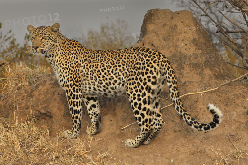 Close up of Leopard, Greater Kruger National Park, South Africa. Date : 2008