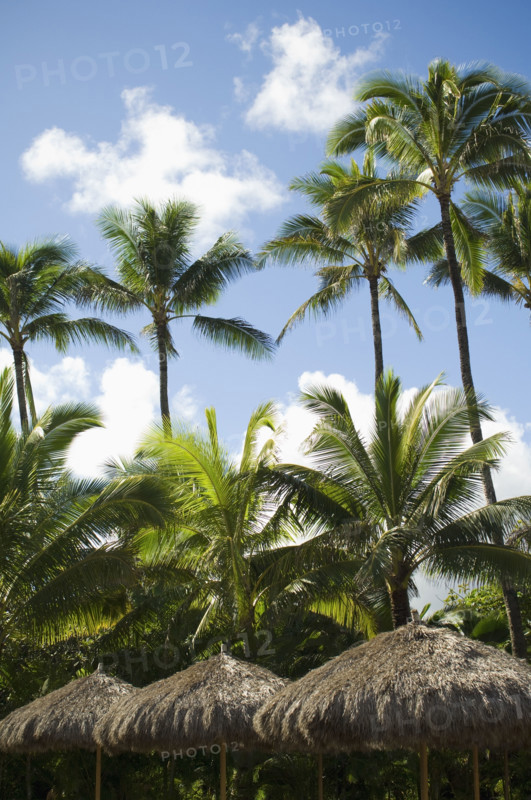 Low angle view of palm trees. Date : 2008