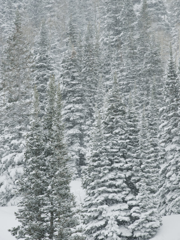 Snow covered trees, Wasatch Mountains, Utah, United States. Date : 2008