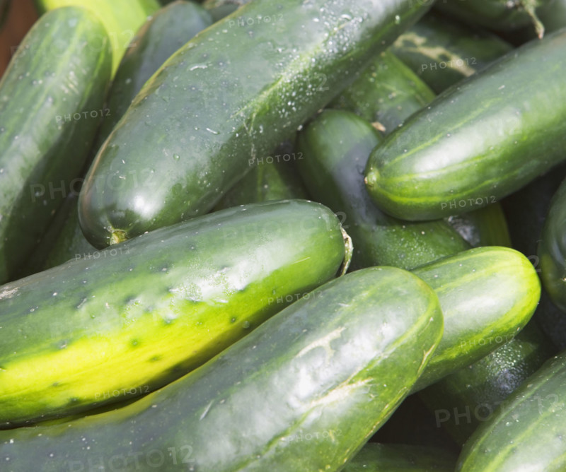 cucumbers, produce. Date : 2008