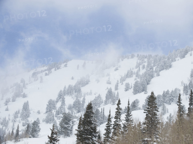 Snow covered trees on mountain, Wasatch Mountains, Utah, United States. Date : 2008
