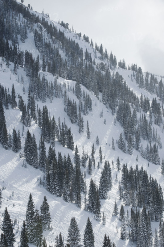 Snow covered trees on mountain, Wasatch Mountains, Utah, United States. Date : 2008
