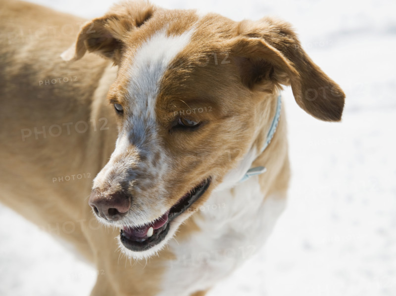 Close up of dog. Date : 2008