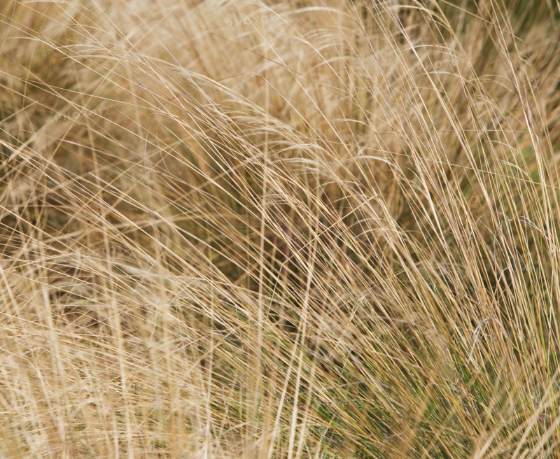 beach grass scene. Date : 2008