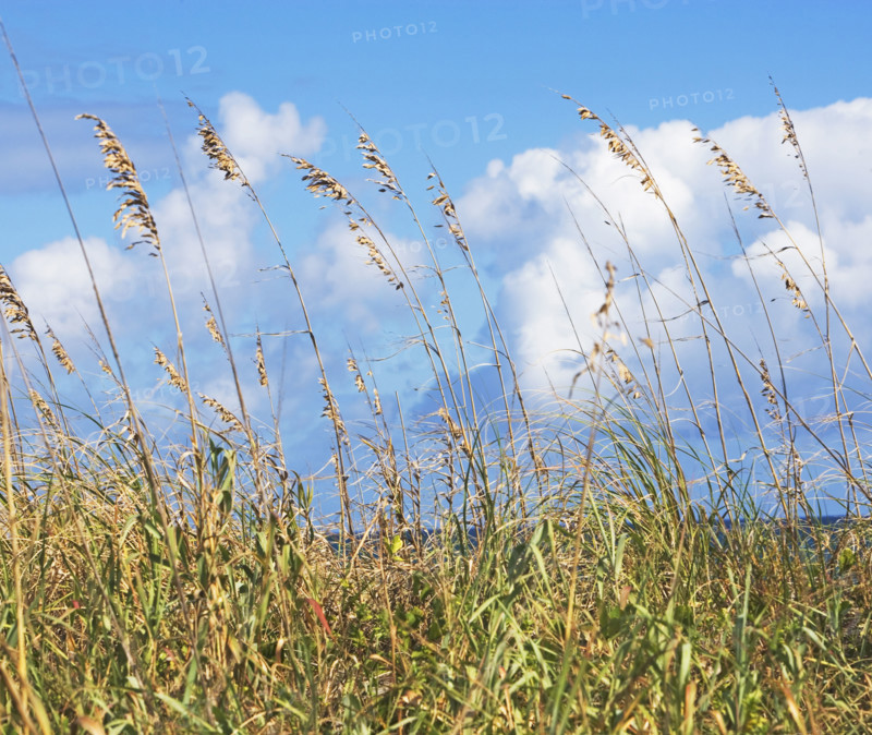 sea oats on the beach. Date : 2008