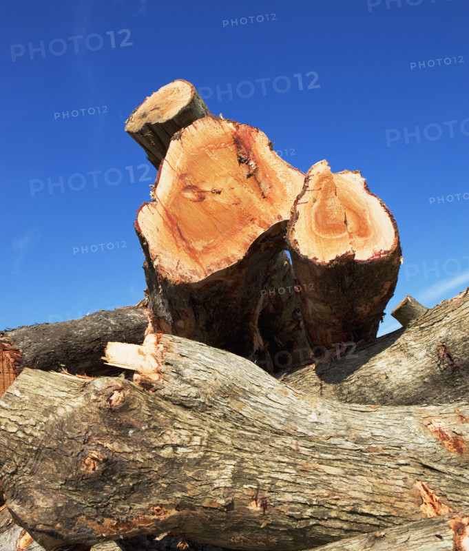 cut down trees. Date : 2008